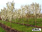 Spring Snow Flowering Crabapple