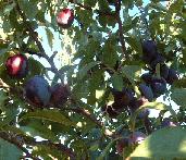 Prunus Brooks European Plum Midpark Nurseries Wisconsin