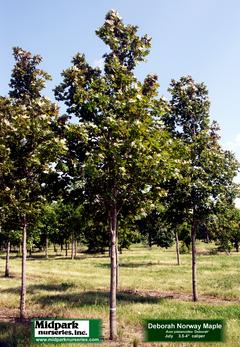 Acer platanoides Deborah Norway Maple Midpark Nurseries Wisconsin