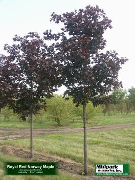 Acer platanoides Royal Red Maple Midpark Nurseries Wisconsin