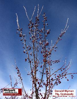 Midpark Nurseries Wisconsin Donald Wyman Flowering Crabapple