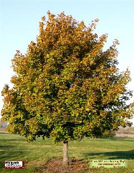 Acer platanoides Emerald Lustre Norway Maple