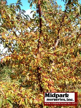 Golden Raindrops Flowering Crabapple Midpark Wisconsin Nurseries 