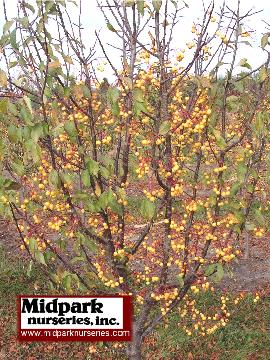 Lancelot Lanzam Flowering Crabapple Midpark Wisconsin Nurseries 