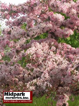 Pink Princess Flowering Crabapple Midpark Wisconsin Nurseries