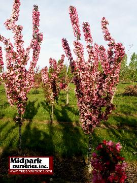 Royal Scepter Royscezam Flowering Crabapple Midpark Wisconsin Nurseries