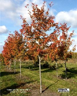 Acer Scarlet Sentinel Freeman Maple 