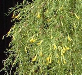 Caragana Walkeri Weeping Siberian Peashrub