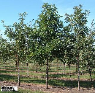 Quercus macrocarpa Bur Oak