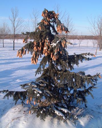 Picea pungens var. Moerheim Blue Spruce Midpark Wisconsin Nurseries