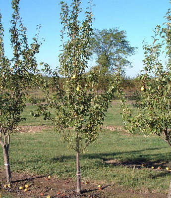 Pyrus Pear Bartlett midpark nurseries wisconsin