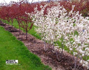 Princess Diana Serviceberry Amelanchier grandiflora Cardinal Flowering Crab Malus midpark wisconsin nurseries