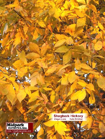 Shagbark Hickory ... Carya ovata ... Midpark Nurseries Wisconsin