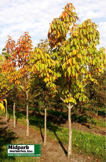 Aesculus octandra Yellow Buckeye midpark nurseries wisconsin