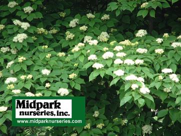 Pagoda Dogwood Cornus alternifolia midpark nurseries wisconsin