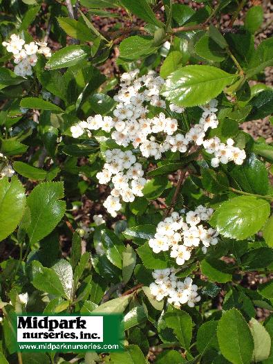 Crataegus crus-galli inermis Thornless Cockspur Hawthorn midpark nurseries wisconsin