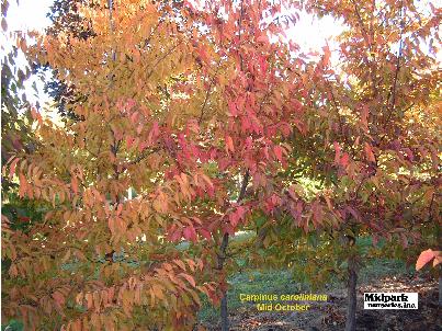 Musclewood Blue Beech Hornbeam Carpinus caroliniana midpark nurseries wisconsin