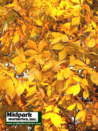 Shagbark Hickory Carya ovata Wisconsin Midpark Nurseries