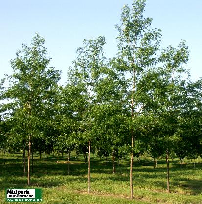 Skyline Honeylocust Gleditsia Skycole midpark nurseries wisconsin