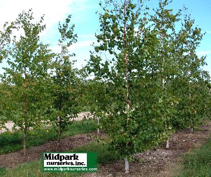 Triumph Elm Ulmus Morton Glossy midpark wisconsin nurseries