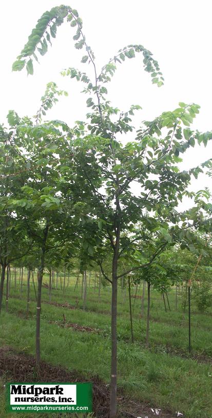 Valley Forge American Elm Ulmus americana midpark wisconsin nurseries