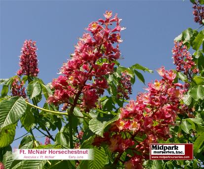 Fort McNair Ft. McNair Ft McNair Ruby Horsechestnut Ruby midpark wisconsin nurseries