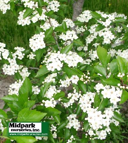 Crataegus viridis Winter King Hawthorne midpark wisconsin nurseries