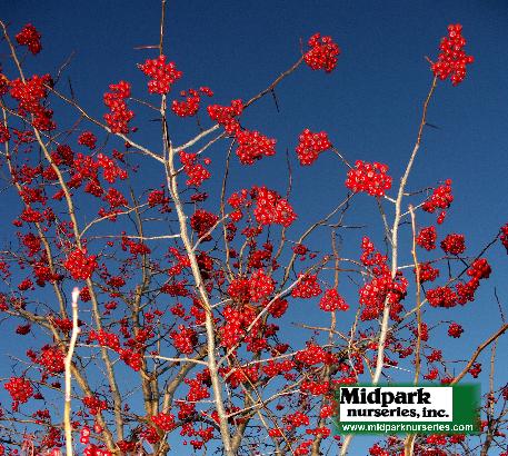 Lustre Hawthorne Crataegus phaenopyrum Westwood I midpark nurseries wisconsin