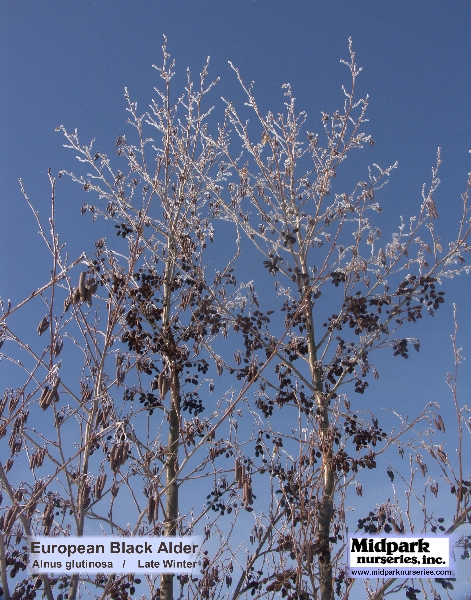 European Black Alder Alnus glutinosa Wisconsin Midpark Nurseries