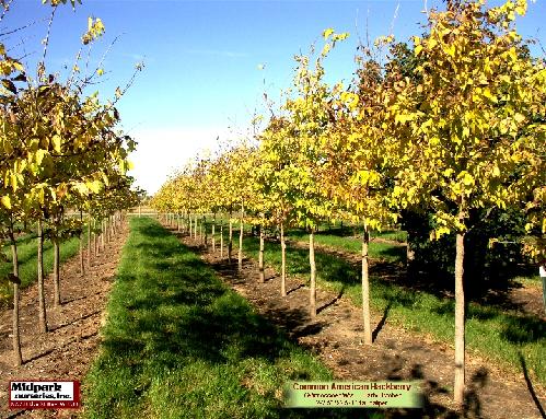 Celtis occidentalis Hackberry Wisconsin Midpark Nurseries