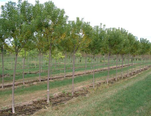 Leprechaun Green Ash