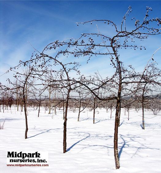 Malus Weepcanzam Crabapple Wisconsin Midpark Nurseries