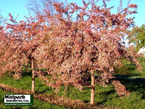 Malus White Cascade Crabapple midpark wisconsin nurseries