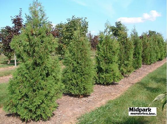 Thuja occidentalis American Arborvitae Wisconsin Midpark Nurseries 