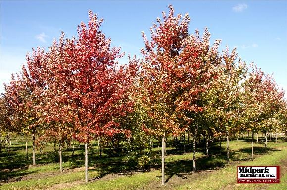 Acer Jeffersred Autumn Blaze Freeman Maple Midpark Nurseries Wisconsin