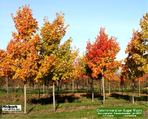 Acer sacharum Commemoration Sugar Maple Wisconsin Midpark Nurseries