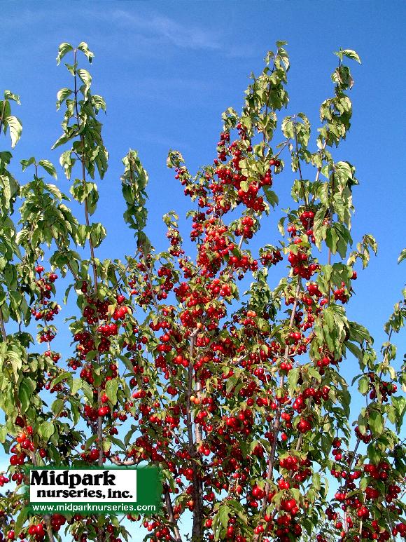 Cornus mas Corneliancherry Dogwood Midpark Wisconsin Nurseries