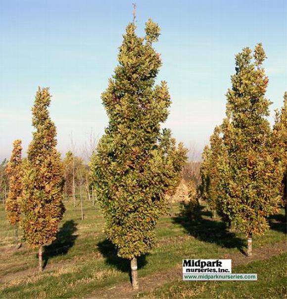 Oak Quercus robur CrimsonSpire Wisconsin Midpark Nurseries