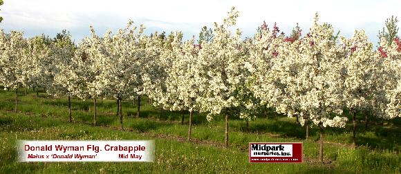 Donald Wyman Flowering Crabapple Midpark Nurseries Wisconsin