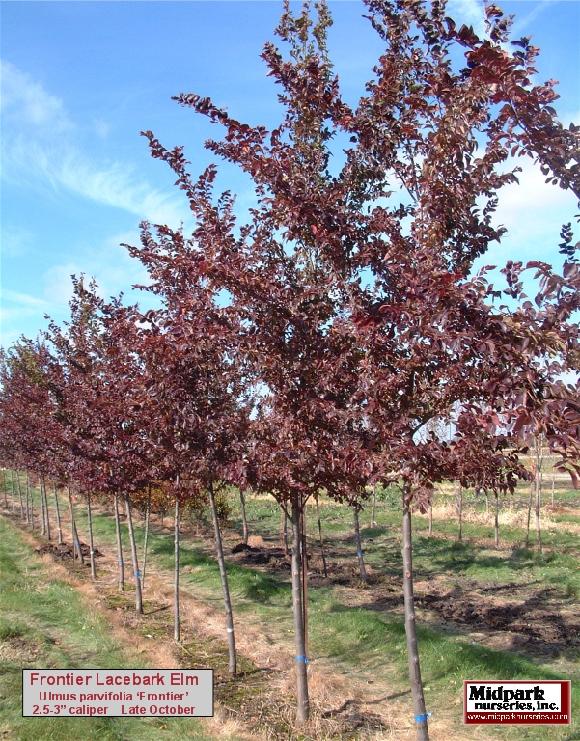 Frontier Lacebark Elm Ulmus carpinifolia x parvifolia Wisconsin Midpark Nurseries