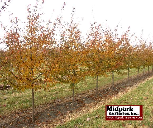 Golden Raindrops Flowering Crabapple Midpark Wisconsin Nurseries 