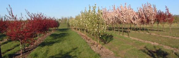 Malus... Prairifire, Spring Snow, Sentinel & Red Barron Wisconsin Midpark Nurseries