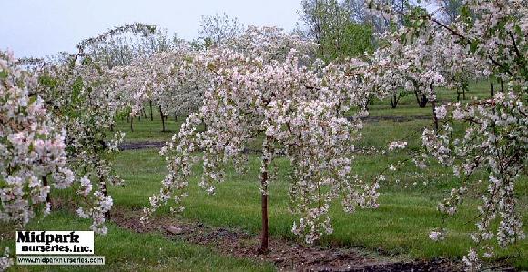 Malus Red Jade Crabapple Wisconsin Midpark Nurseries