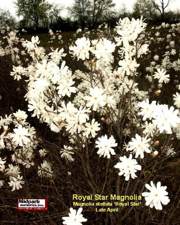 Magnolia stellata Royal Star Wisconsin Midpark Nurseries