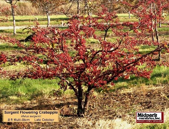 Malus sargentii Sargent Flowering Crabapple Midpark Nurseries Wisconsin