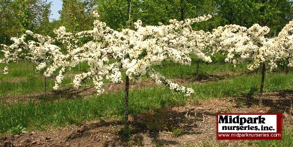 Sargent Tina Flowering Crabapple top grafted Midpark Wisconsin Nurseries