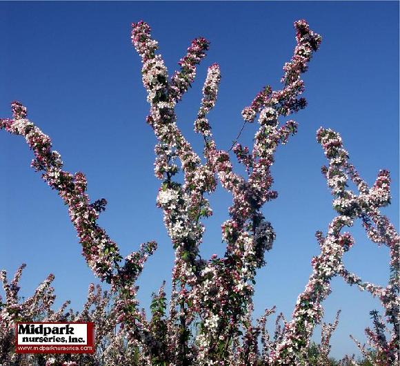 Malus cv. Sentinel Flowering Crabapple Midpark Nursedries Wisconsin