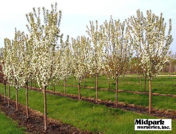 Malus Spring Snow Flowering Crabapple Midpark Nurseries Wisconsin