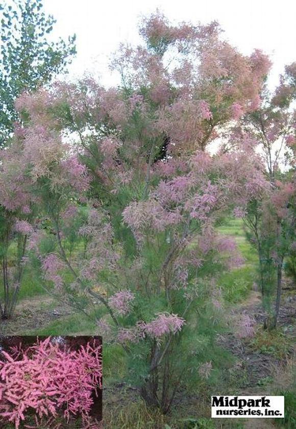 Tamarix ramosissima Summer Glow Wisconsin Midpark Nurseries