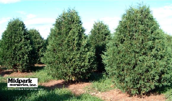 Thuja occidentalis Techney Arborvitae 8-10' Wisconsin Midpark Nurseries